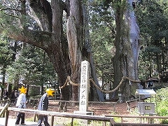 日本一の大杉