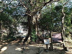 松尾 アコウの大樹（国指定文化財）