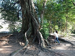 松尾 アコウの大樹（国指定文化財）